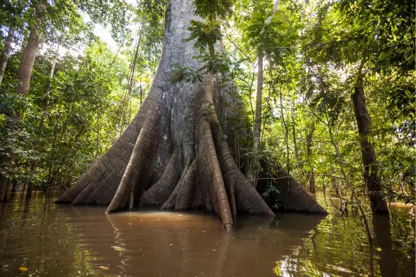 A Riqueza de Microhabitats Naturais Dentro das Selvas