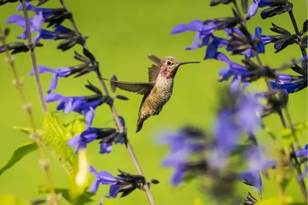 Interações Ecológicas e Interdependência no Ecossistema Tropical