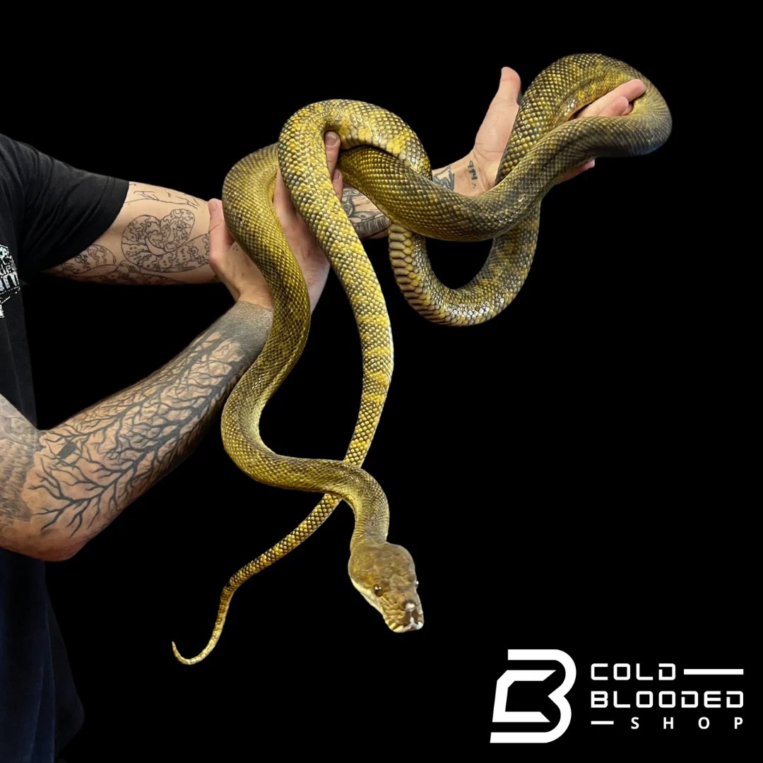 Female Moluccan Python Morelia Clastolepis