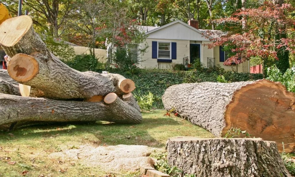 Emergency Tree Removal
