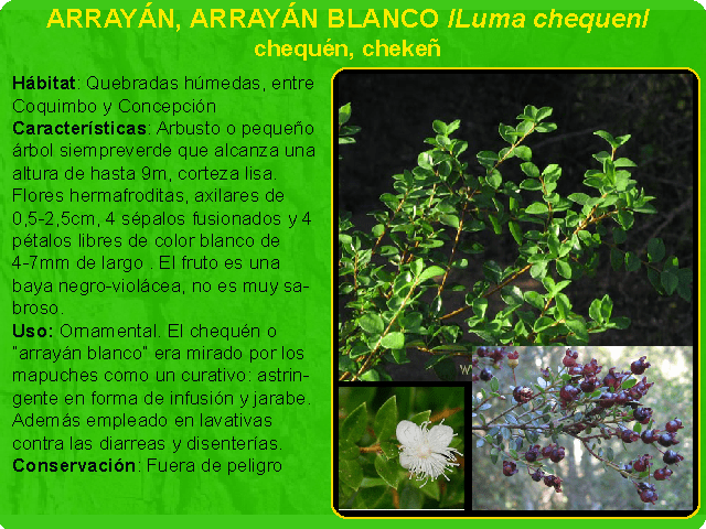 ARRAYÁN (ENDÉMICO)