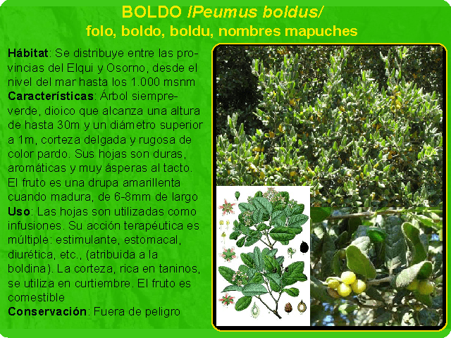 BOLDO (ENDÉMICO)