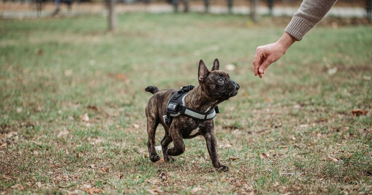 French bulldog wearing a harness following a person's hand during training