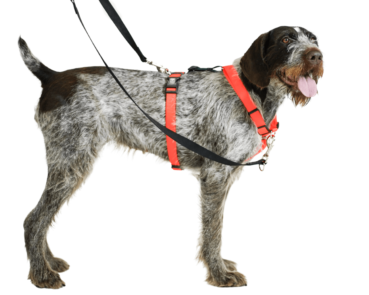 Balance Harness for dog walking