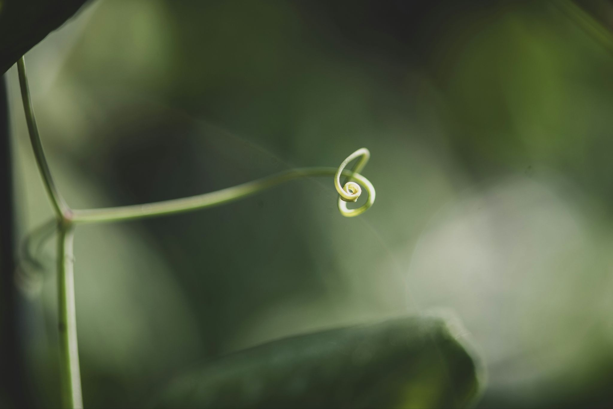 Collard Spiritual Direction - Intention of the Heart - unfurling green sprout by Laura Bicknell via Unsplash