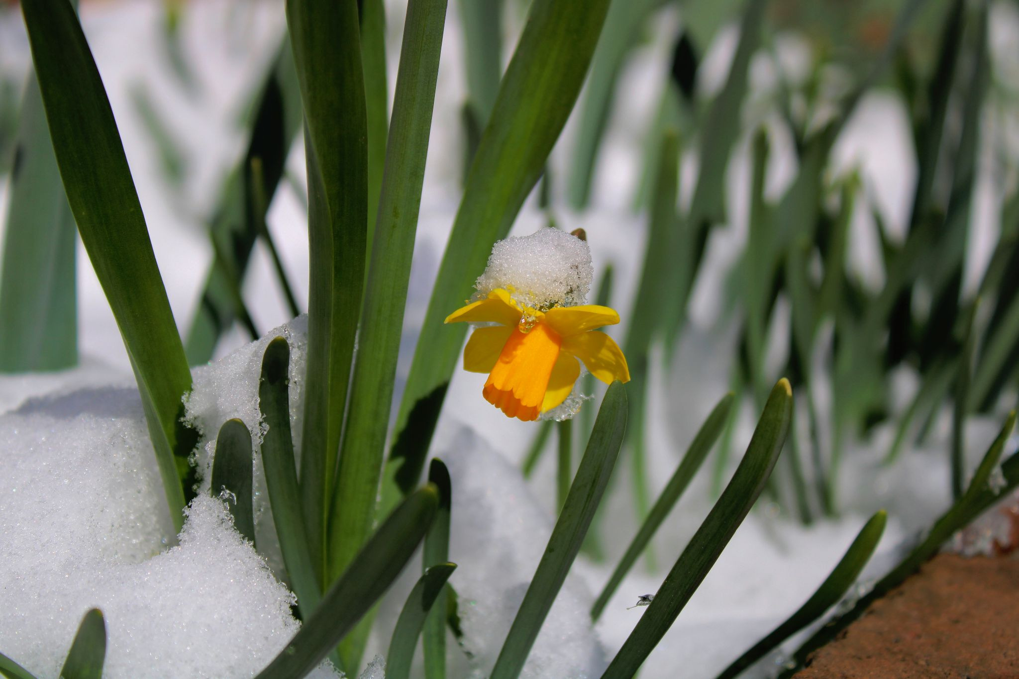 Collard Spiritual Direction - Spiritually Healthy Perseverance - daffodil in snow by Gabrielle Wright via Unsplash