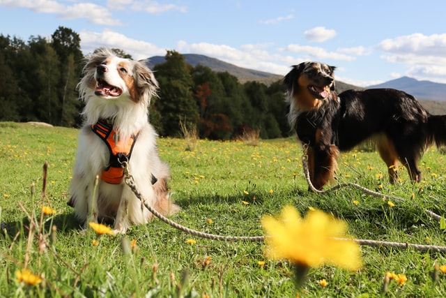 Border Aussie pair