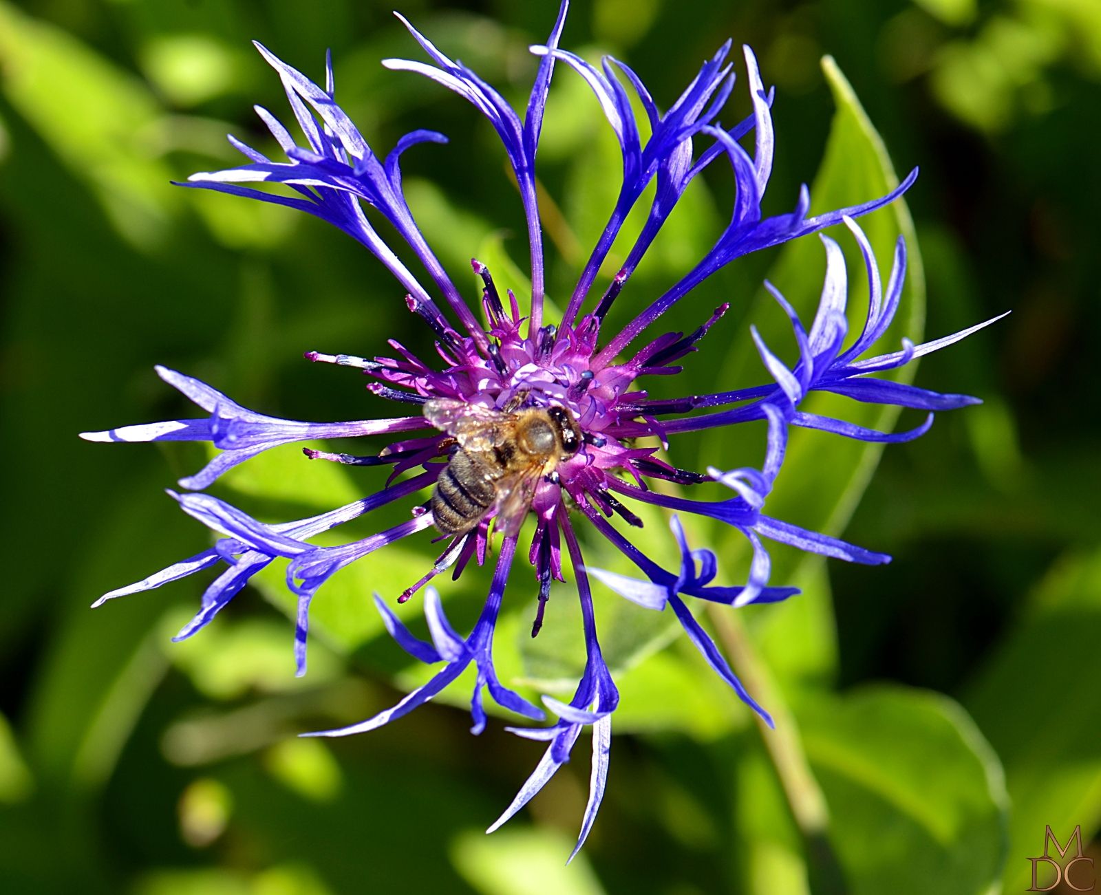 Semra Sevimli on | Bleuet fleur, Fleurs bleues et Fleurs ...