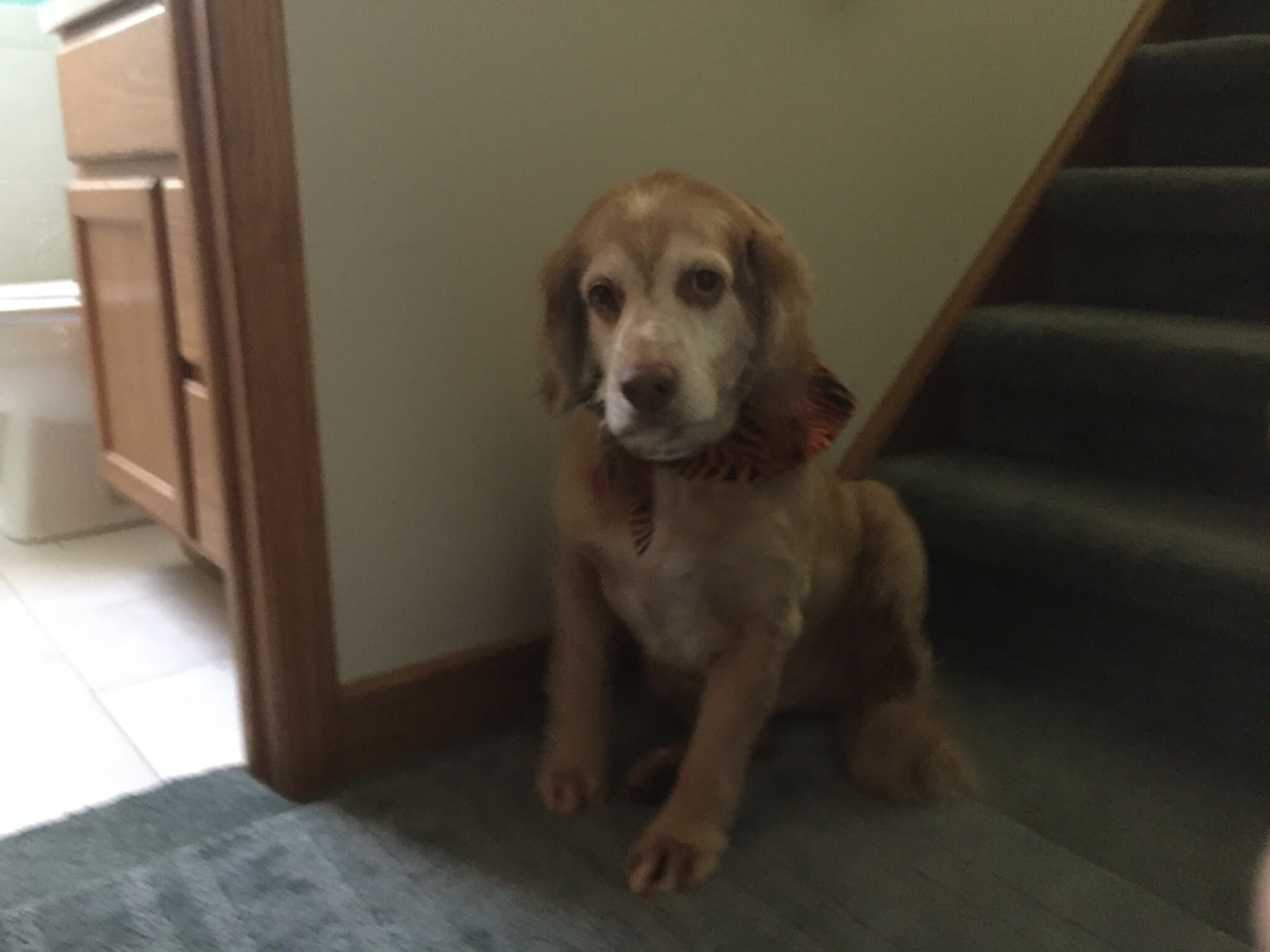 Colonial manor animal hospital gallery