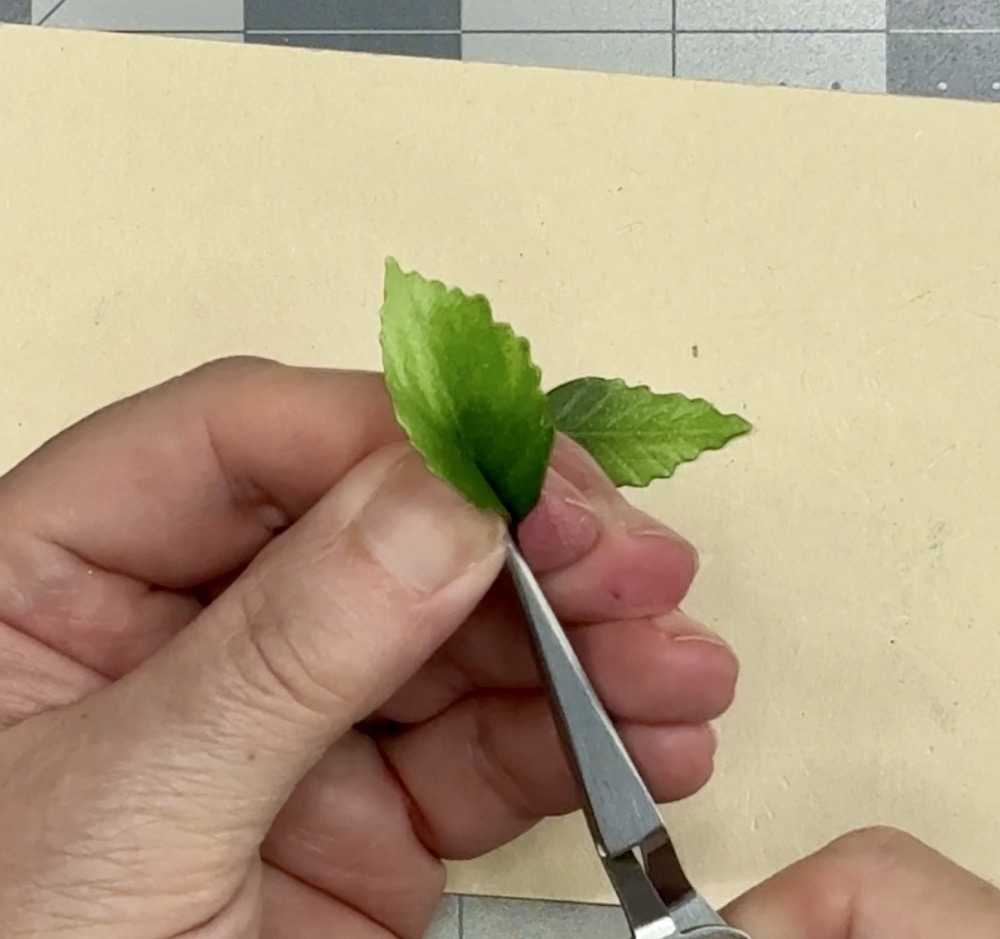 Screen shot showing the fourth step in shaping the leaf by holding the base with a pair of tweezers and pinch at the base.