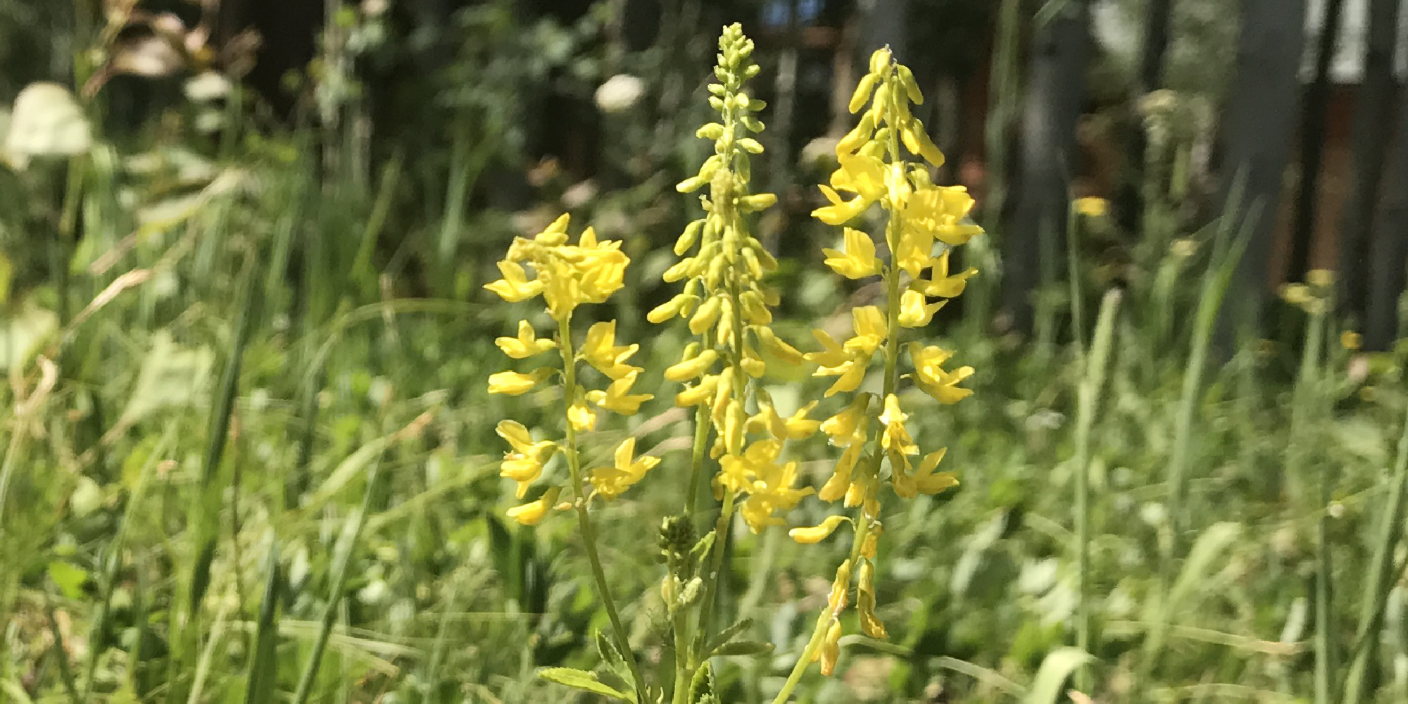 Buy artificial forget me nots online at artificial flower supplies uk leading silk flowers specialists. Yellow Sweetclover | Melilotus officinalis | Colorado