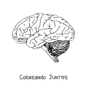 Fichas del cerebro para imprimir. 10 Dibujos De Cerebros Para Colorear Gratis Coloreando Juntos