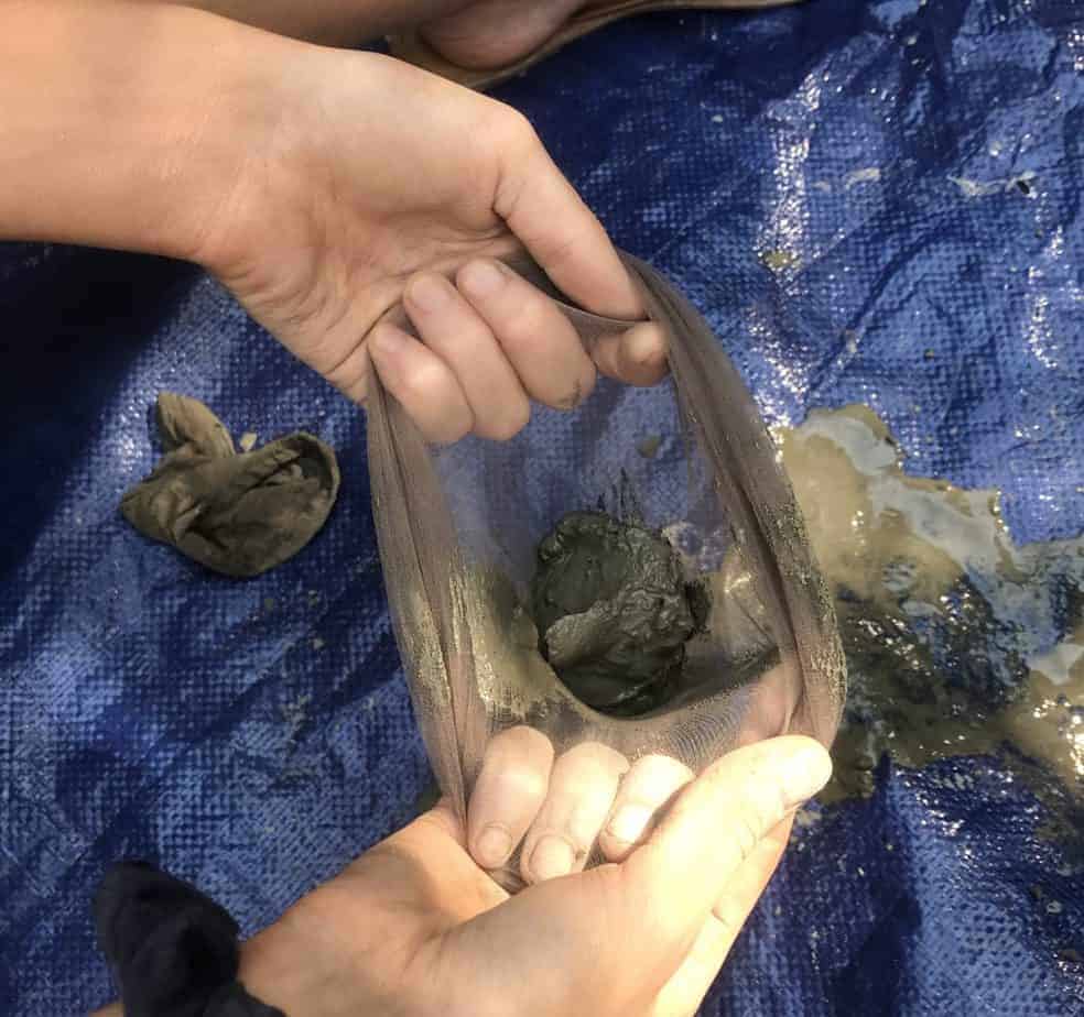 Add the concrete mix into the stocking. How to make concrete pumpkins. 