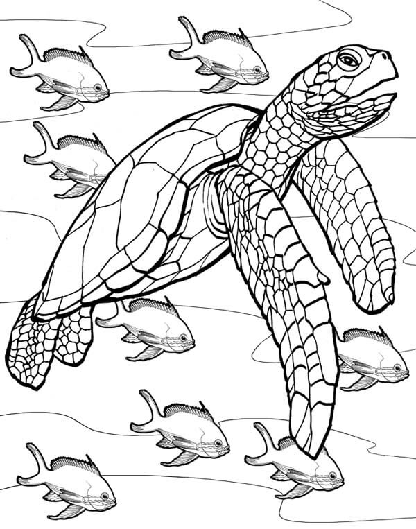 Sea turtle coloring pages