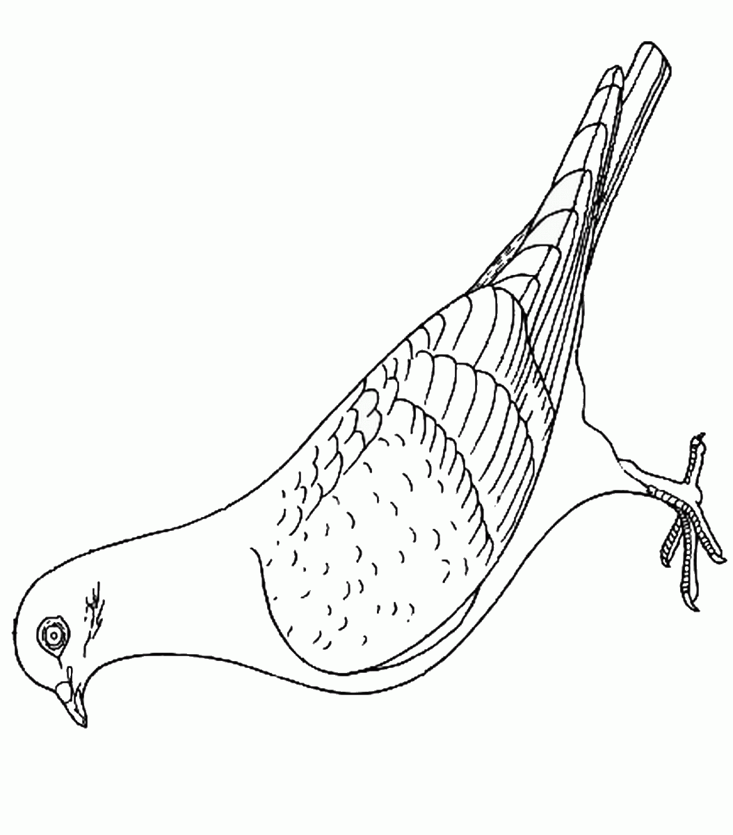 Dove coloring pages