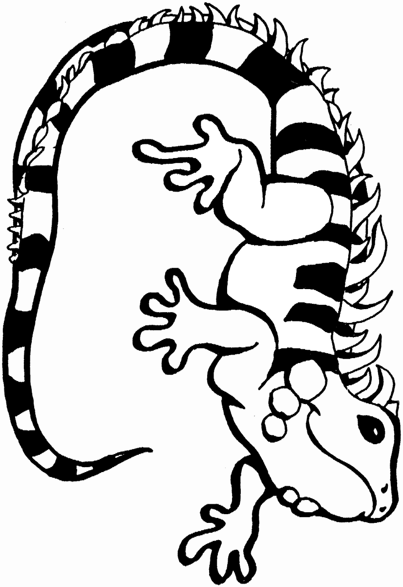 Lizard coloring pages