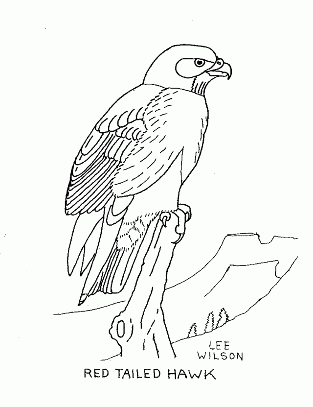 Red tailed hawk coloring page