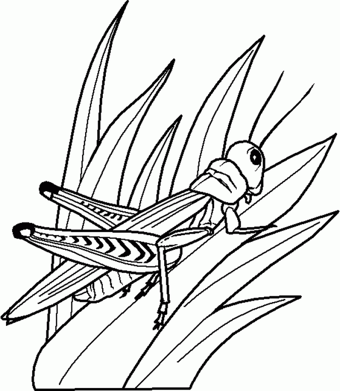 Insects for kids coloring pages