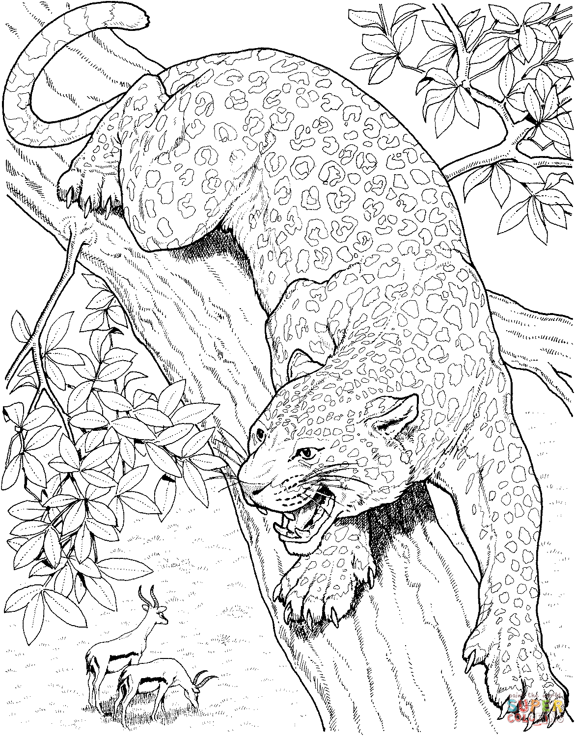 Snow Leopard Coloring Get Coloring Pages