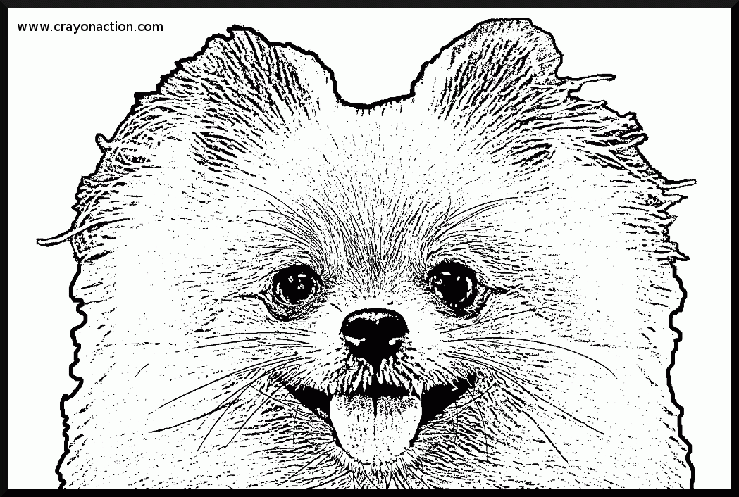 Keep your kids busy doing something fun and creative by printing out free coloring pages. Pomeranian Coloring Page Coloring Home