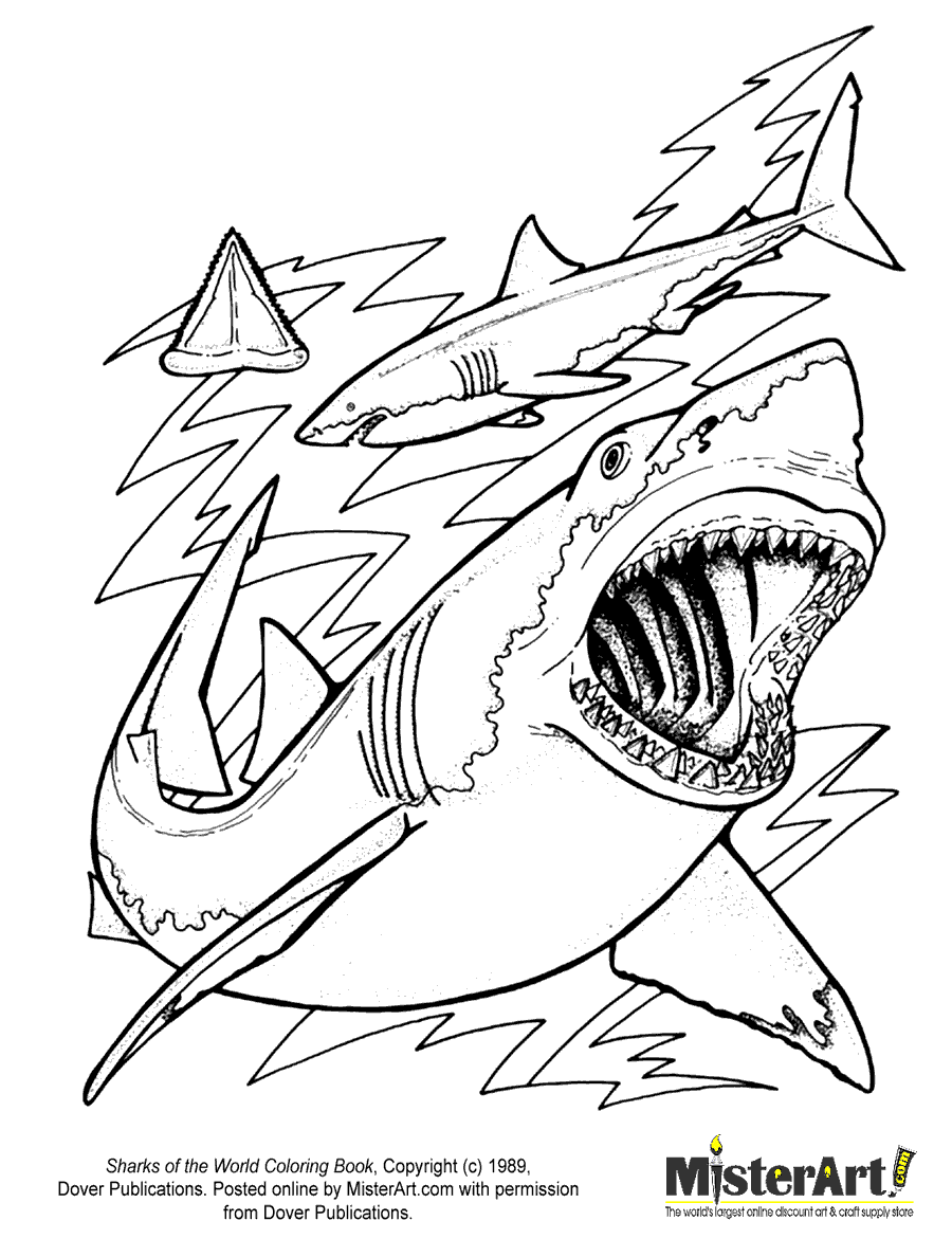Shark coloring pages