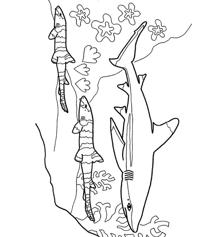 Shark coloring pages