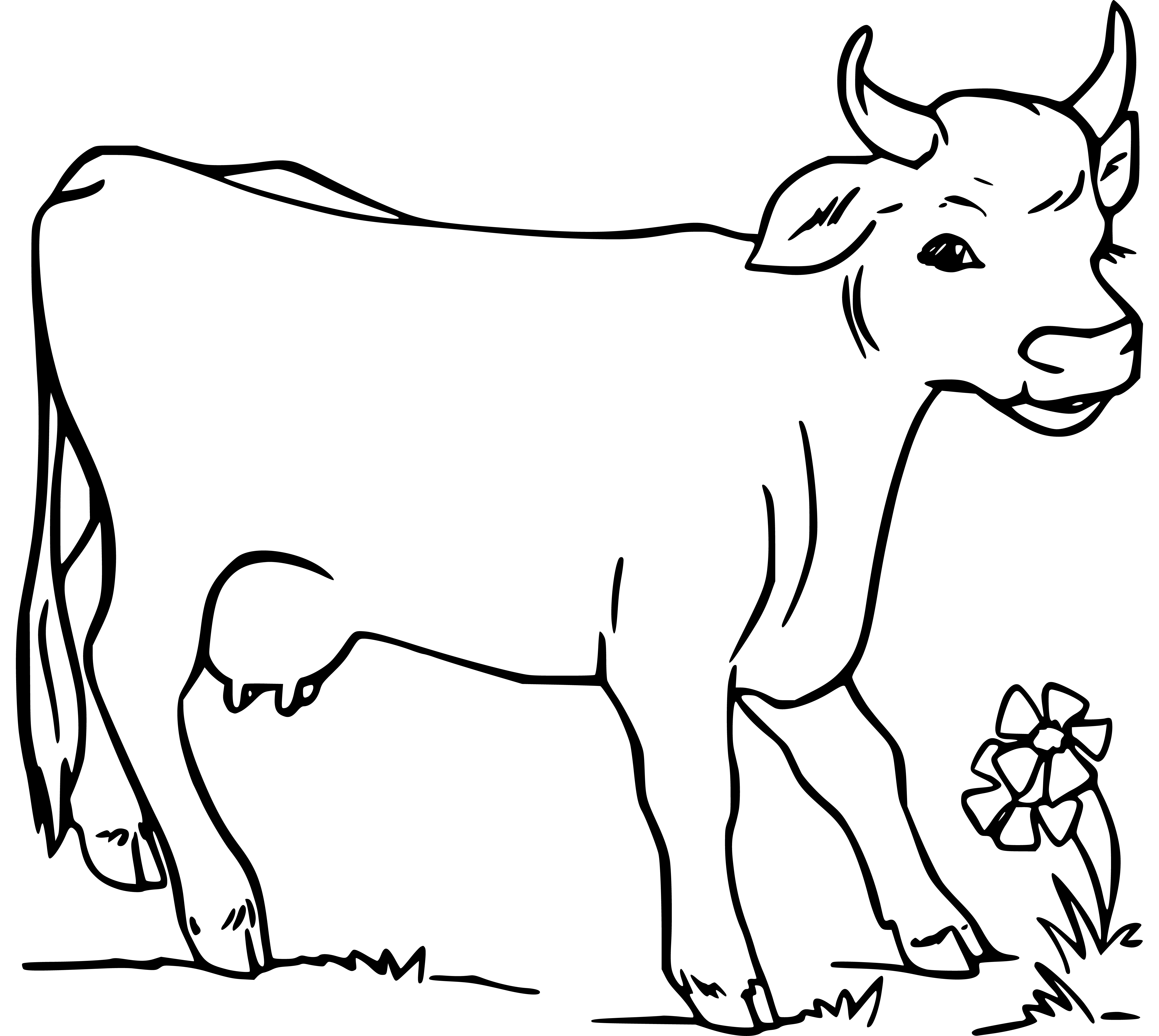 Cow coloring pages (8 printable sheets, simple to draw, easy for kids