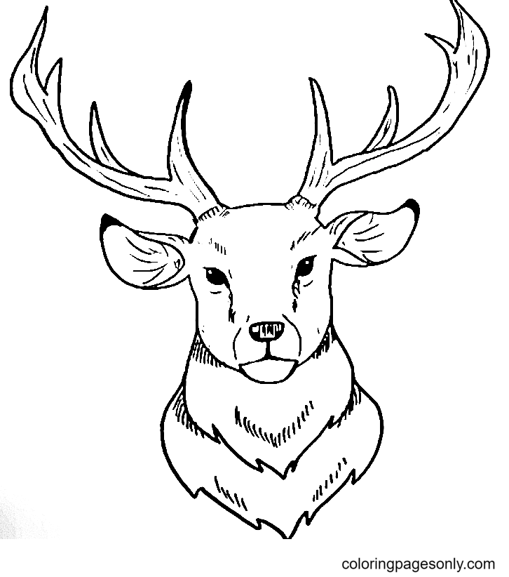 We hope that even though drawing antlers and a deer's face can be challenging that you found it to be easier and more fun once you had some . Easy Deer Head Coloring Pages Deer Coloring Pages Coloring Pages For Kids And Adults