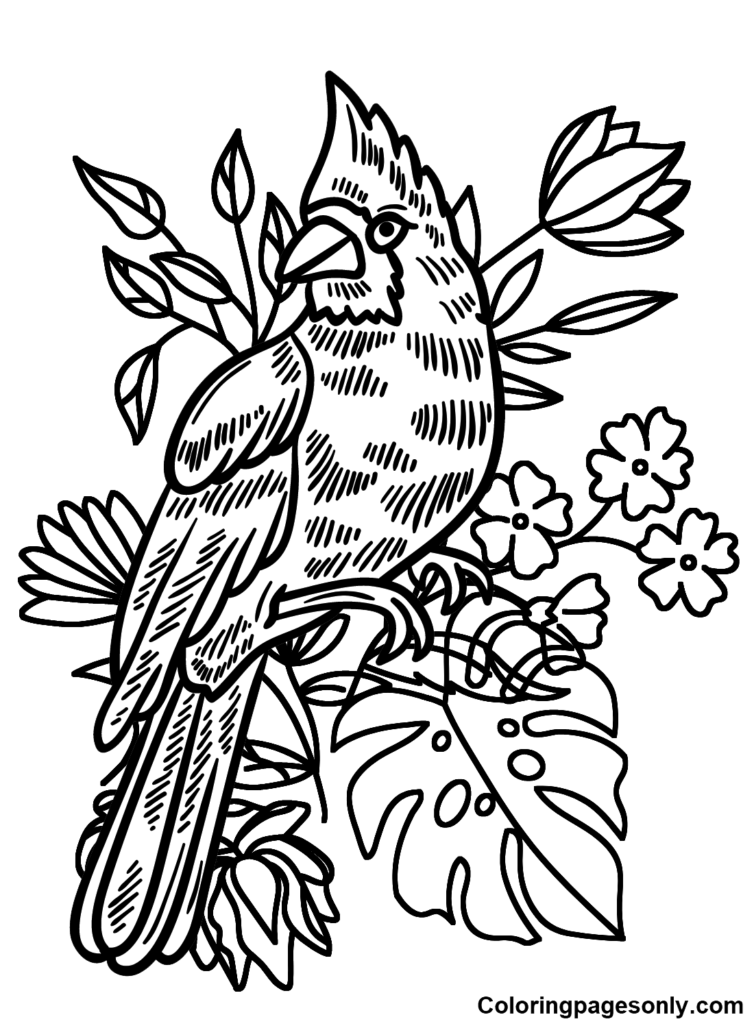 Cardinal coloring pages