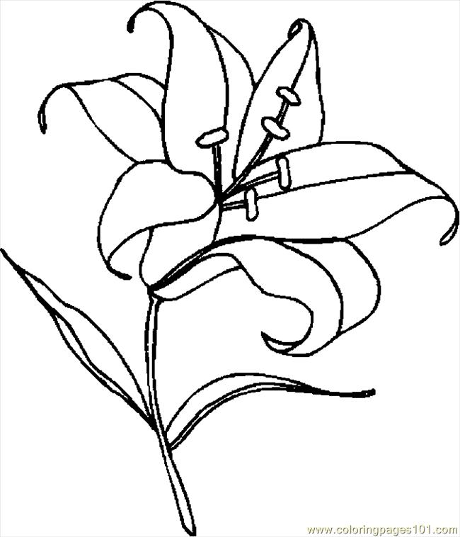 Lily coloring pages to download and print for free