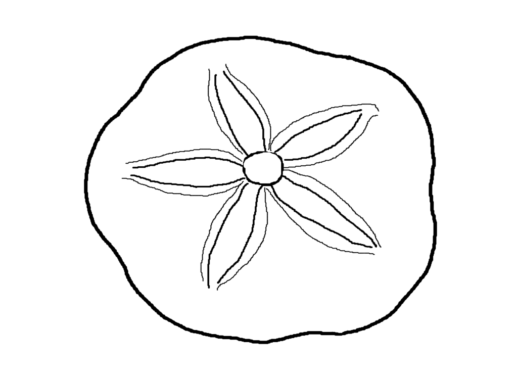 Shell coloring pages to download and print for free