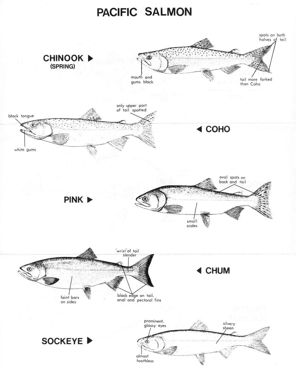 Select from 49133 printable crafts of cartoons, nature, animals, bible and many more. Pacific Salmon Coloring Pages Download And Print For Free