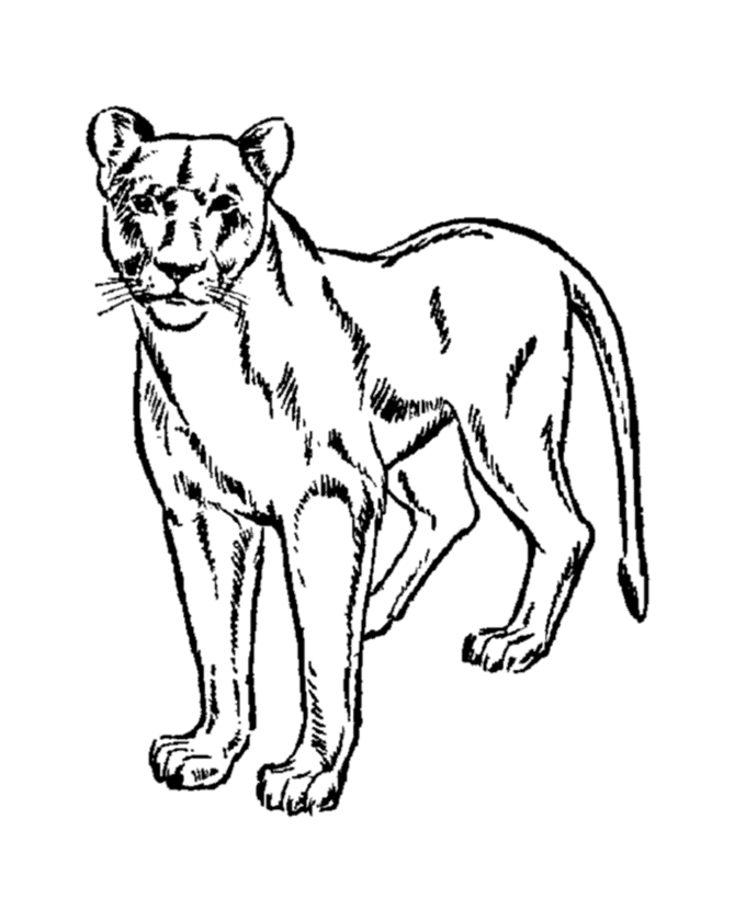 Lionesses are usually the main members of the pride. Lioness coloring pages download and print for free