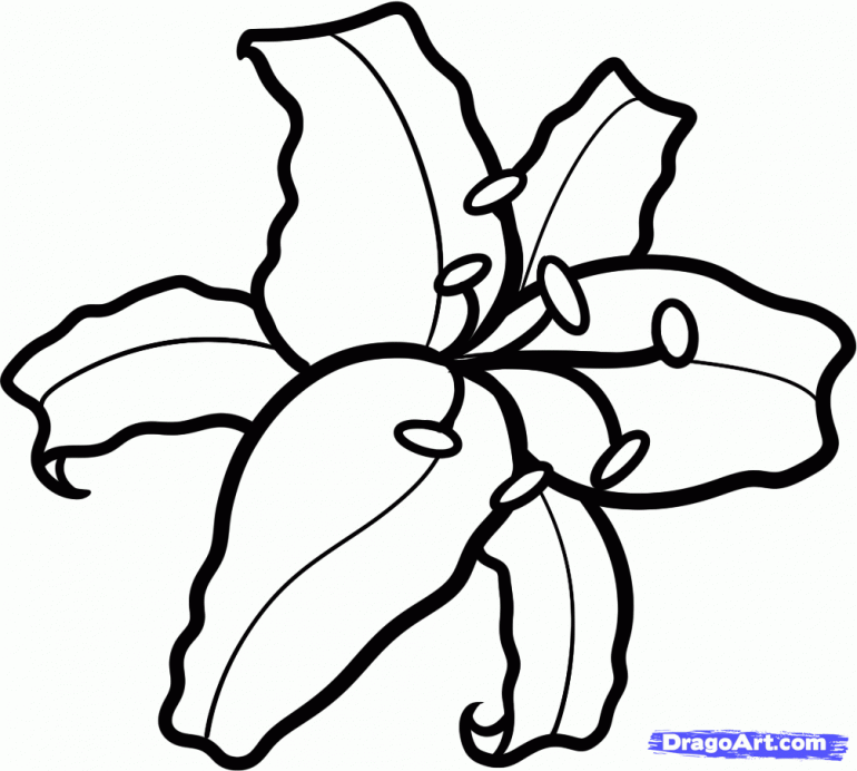 Lily coloring pages to download and print for free