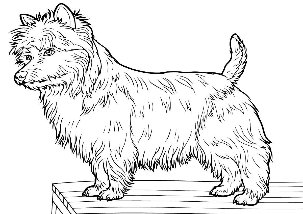 yorkshire terrier coloring pages to download and print for