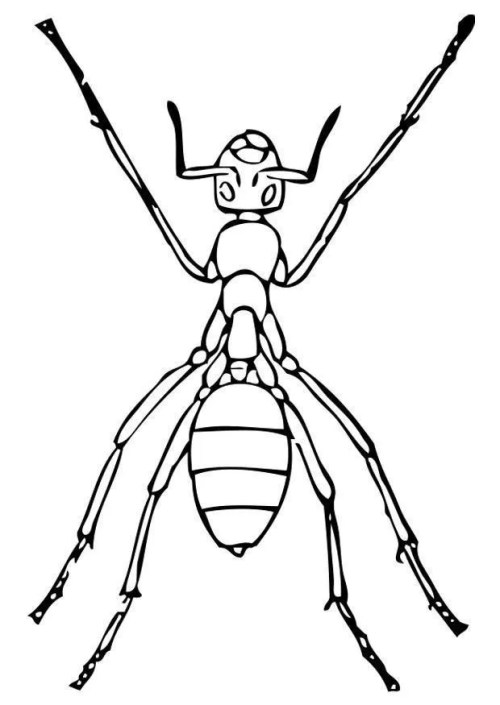 Ants Coloring Pages – 010