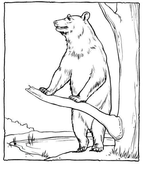 Bears Coloring Pages – 005