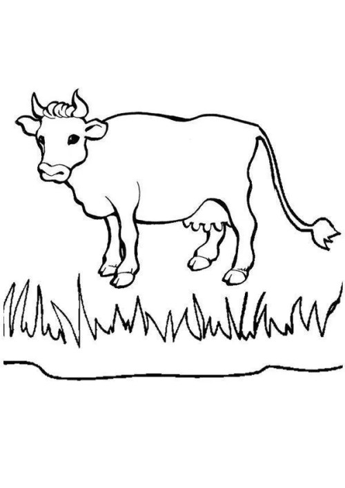 Cows Coloring Pages – 009