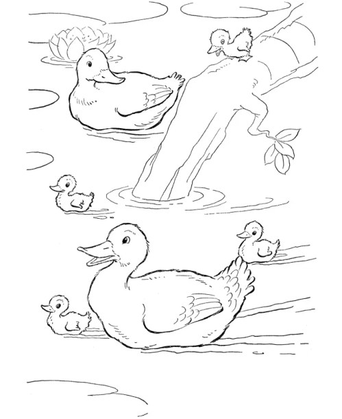 Ducklings Coloring Pages 005