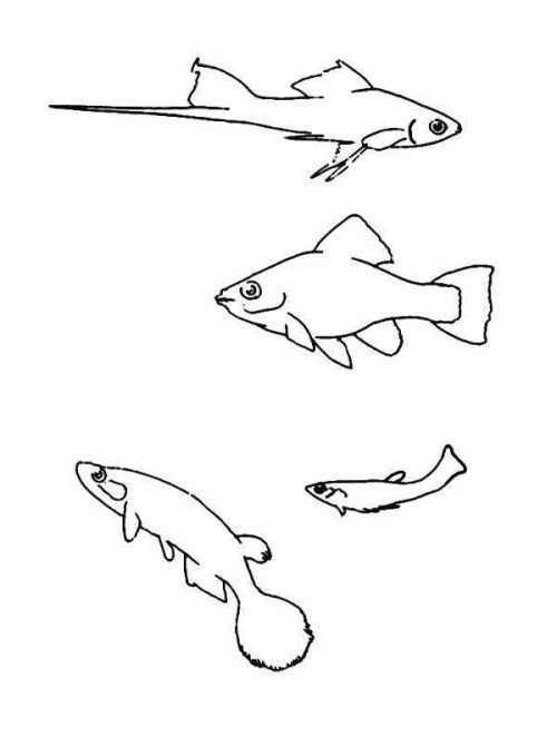 Fish Coloring Pages 010