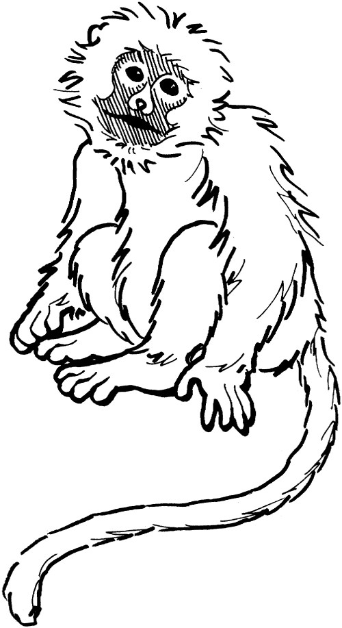 Monkeys Coloring Pages – 014