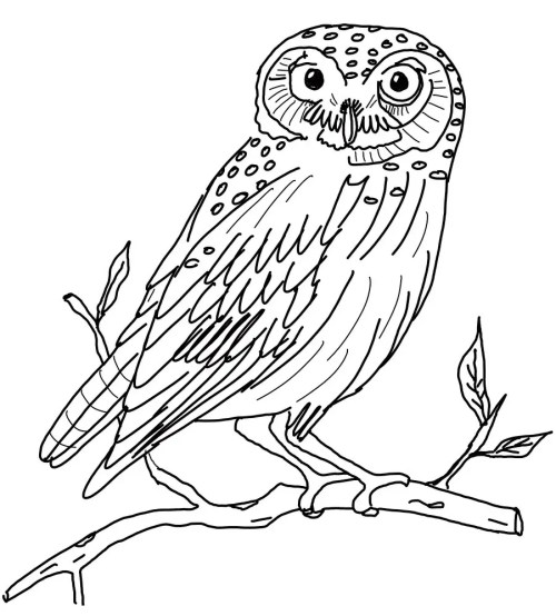 Owls Coloring Pages 008