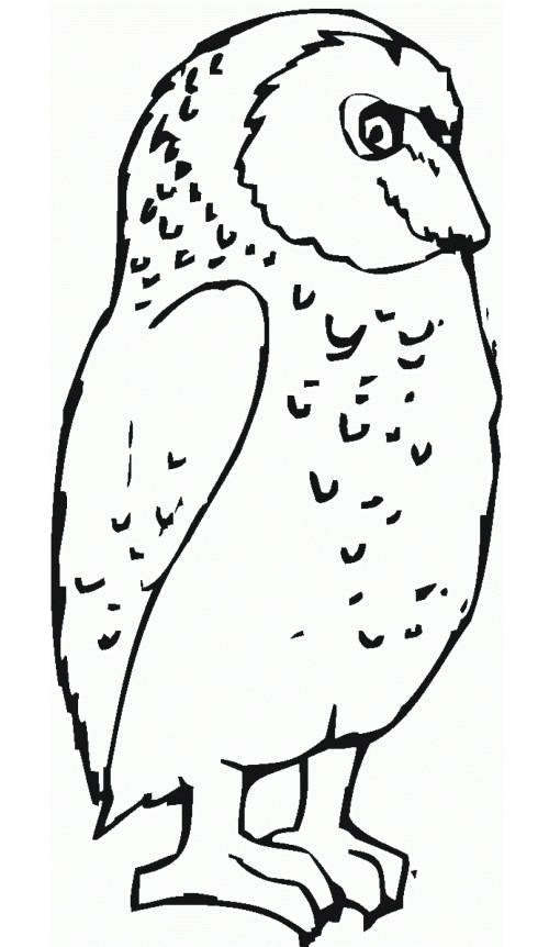 Owls Coloring Pages 022