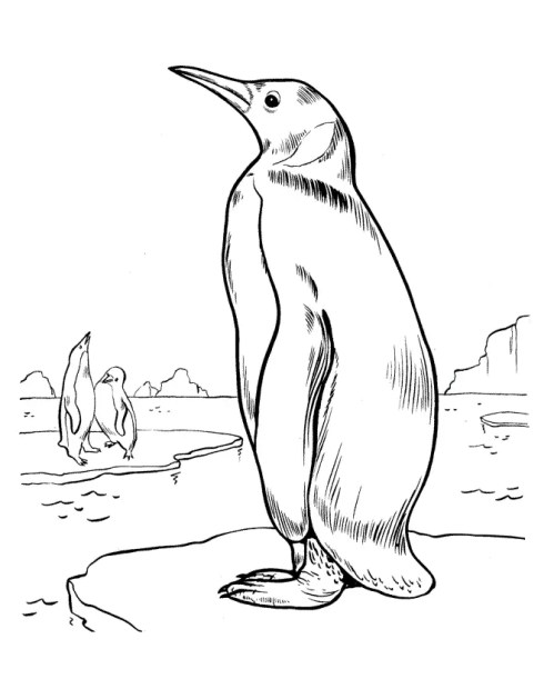 Penguins Coloring Pages 006