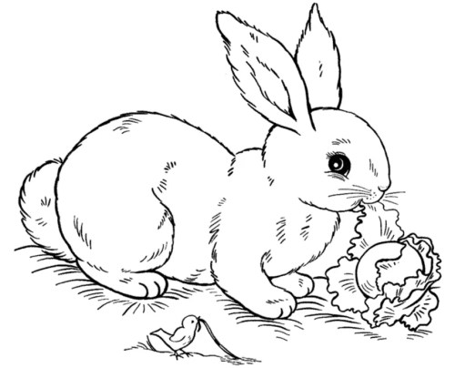 Rabbits Coloring Pages 003