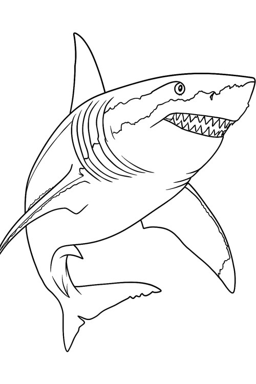 Sharks Coloring Pages 034