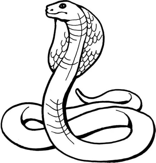 Snakes Coloring Pages 008