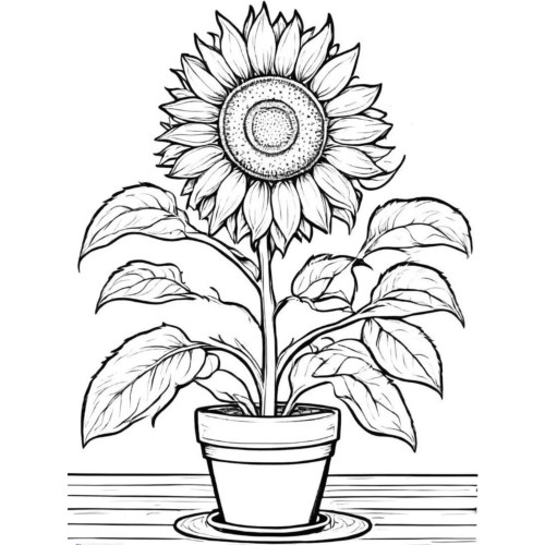 Sunflower Coloring Pages 008