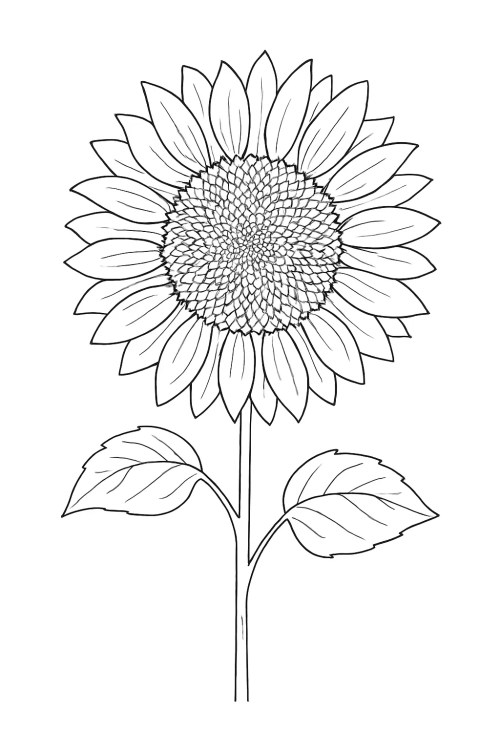 Sunflower Coloring Pages 017