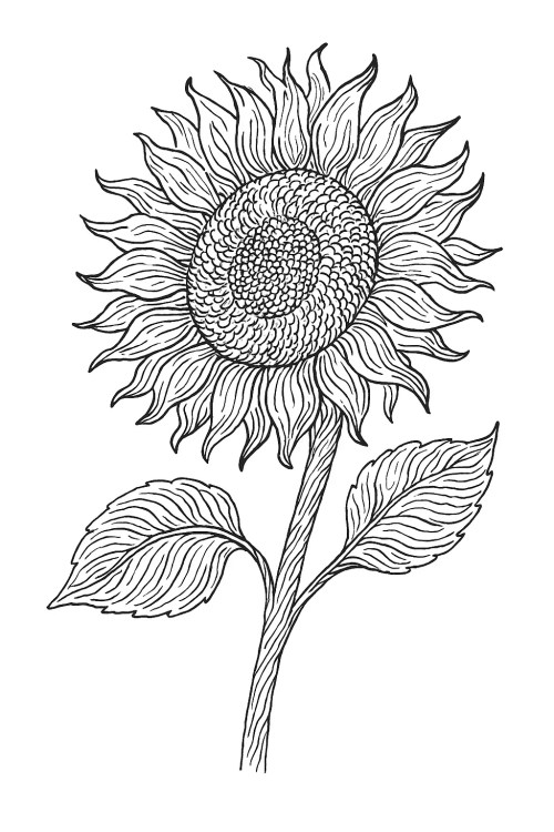 Sunflower Coloring Pages 018